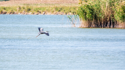 The flight of the The grey heron, latin name Ardea cinerea
