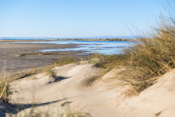 Fototapeta na wymiar Étendue de dunes de sable et de graminée de la plage de l’Espiguette (Occitanie, France)
