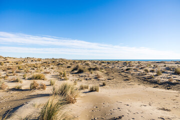 Étendue de dunes de sable et de graminée de la plage de l’Espiguette (Occitanie, France)
