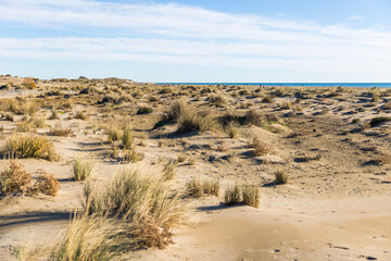 Étendue de dunes de sable et de graminée de la plage de l’Espiguette (Occitanie, France)