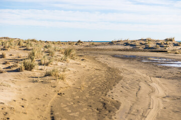 Fototapeta na wymiar Étendue de dunes de sable et de graminée de la plage de l’Espiguette (Occitanie, France)