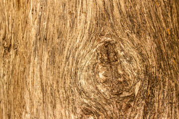 Tree bark texture for background, abstract and wallpaper, copy space