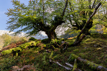 belaustegui beech forest, gorbea natural park, biscay, basque country, spain