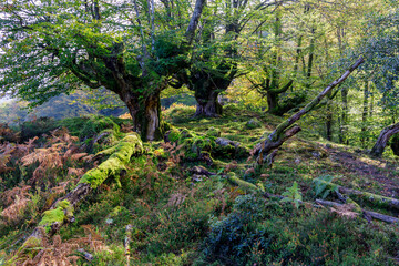 belaustegui beech forest, gorbea natural park, biscay, basque country, spain