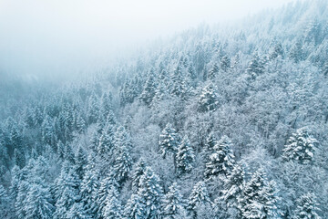 Snow Covered Spruce Trees in Winter Forest