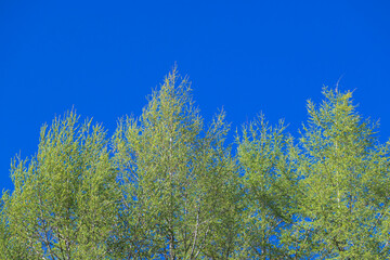 新緑のカラマツ