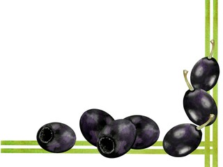 Banner with black olives . With an empty space for the text. Design for packaging olives. Design elements.