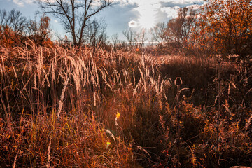 sunset in the forest
