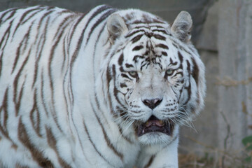 tigre blanco