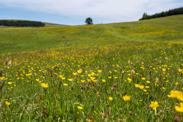 Meadow  covered with yellow and purple flowers.
