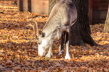 Reindeer (Rangifer tarandus) in the forest at autumn