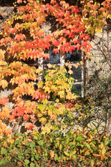 Obraz premium Abandoned house with overgrown garden and Boston ivy, Germany