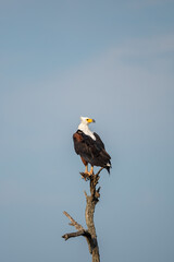 African Fish Eagle
