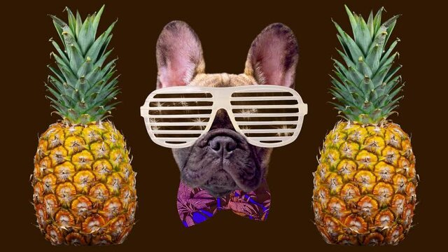 Puppy french bulldog dog with sunglasses and pineapples