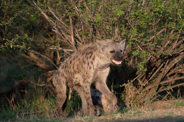 Spotted Hyena