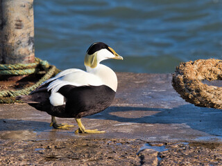 Eider Duck at the Harbour Lyme Regis