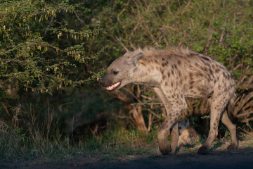 Spotted Hyena