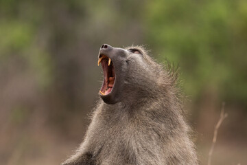 Chacma baboon yawning