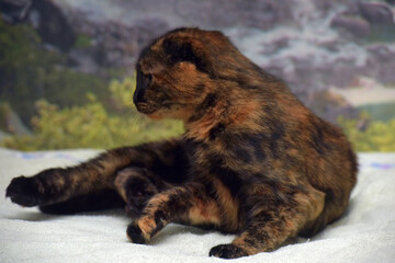 cute tortoiseshell fold -eared cat