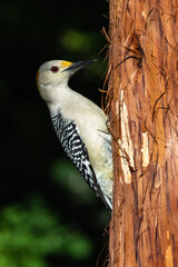 woodpecker with long beak