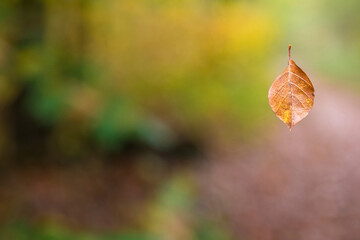Ein vom Baum fallendes Buchenblatt vor herbstlicher Wald-Kulisse