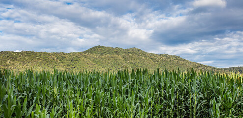 Rural landscape in southern Brazil with corn plantation.