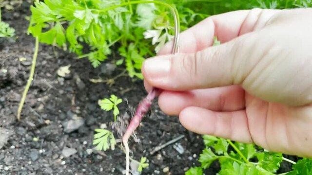Hand holding purple baby carrot that has grown in the vegetable garden. Carrot harvested too early. Photo taken in Sweden.