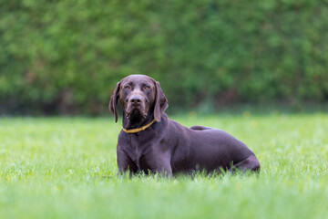 german shorthaired pointer resting in the green grass