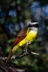 brown and yellow bird