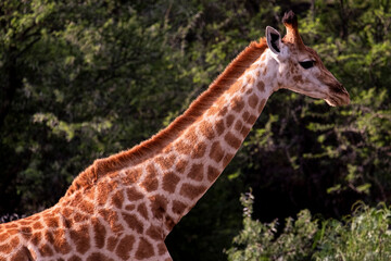Giraffe's in South Africa
