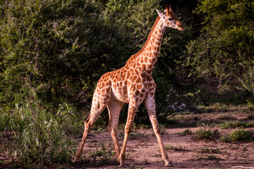 Giraffe's in South Africa