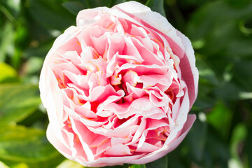 Beautiful Etched Salmon double coral pink  flower peony lactiflora in summer garden, close-up