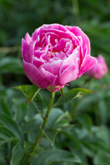 Obraz premium Beautiful Auguste Dessert pink red flower peony lactiflora in summer garden, close-up