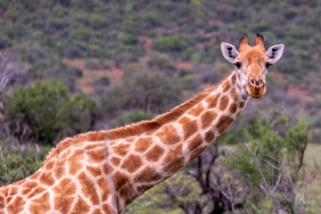 Giraffe's in South Africa