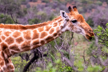 Giraffe's in South Africa