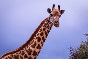 Giraffe's in South Africa