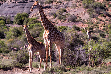 Giraffe's in South Africa