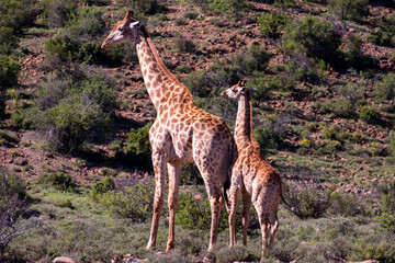 Giraffe's in South Africa