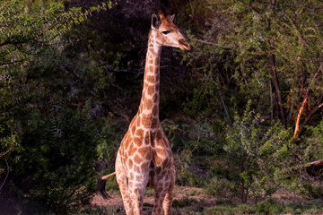 Giraffe's in South Africa