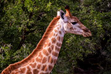 Giraffe's in South Africa