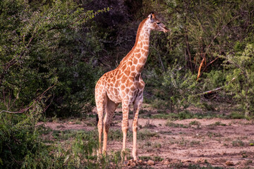 Giraffe's in South Africa