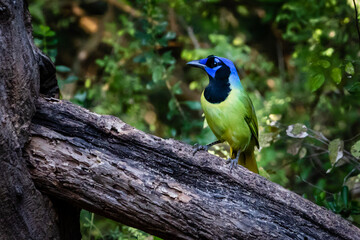 green jay resting on a branch
