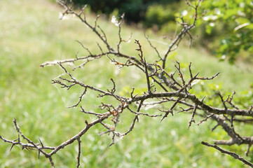 dry tree branches intertwined on a green background