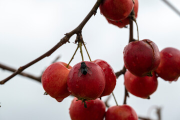 Overripe apples on a branch.