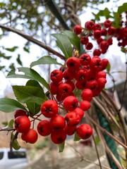 red berries on a branch