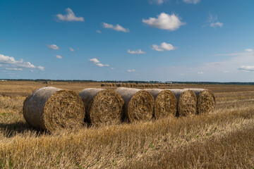 Russia. Gatchinsky district of the Leningrad region. August 28, 2021. Hay collected in rolls in the fields.