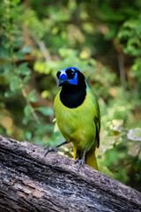 green jay resting on a branch