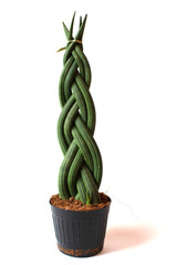 Close-up of green leaves of Sansevieria cylindrica on a white background. Pot with sansevieria flower isolated on white. Home decor minimalism concept. Home and garden, gardening.