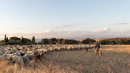 Flock of sheep on the transhumance at sunset - obrazy, fototapety, plakaty