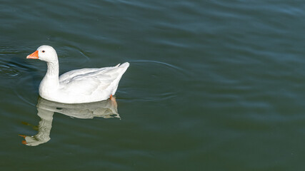 White ducks swimming in the lake